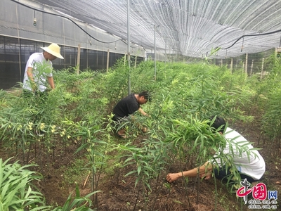 云南麗江:打造產(chǎn)業(yè)扶貧 帶領(lǐng)村民增收致富
