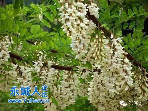 又到了一年中吃楊槐花的季節(jié)咯