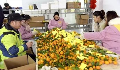 農村能做的小生意,年入20萬,前景很不錯,可以一試!