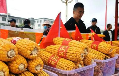 蘭州新區今天舉辦豐收節